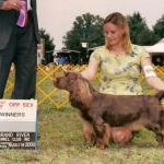 Tootsie is the First Sussex in the Histrory of the Breed to Achieve an Agility Title!  
