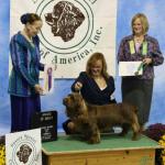 Carver winning an Award of Merit at the National. Carver is a Multi Group placing dog. 